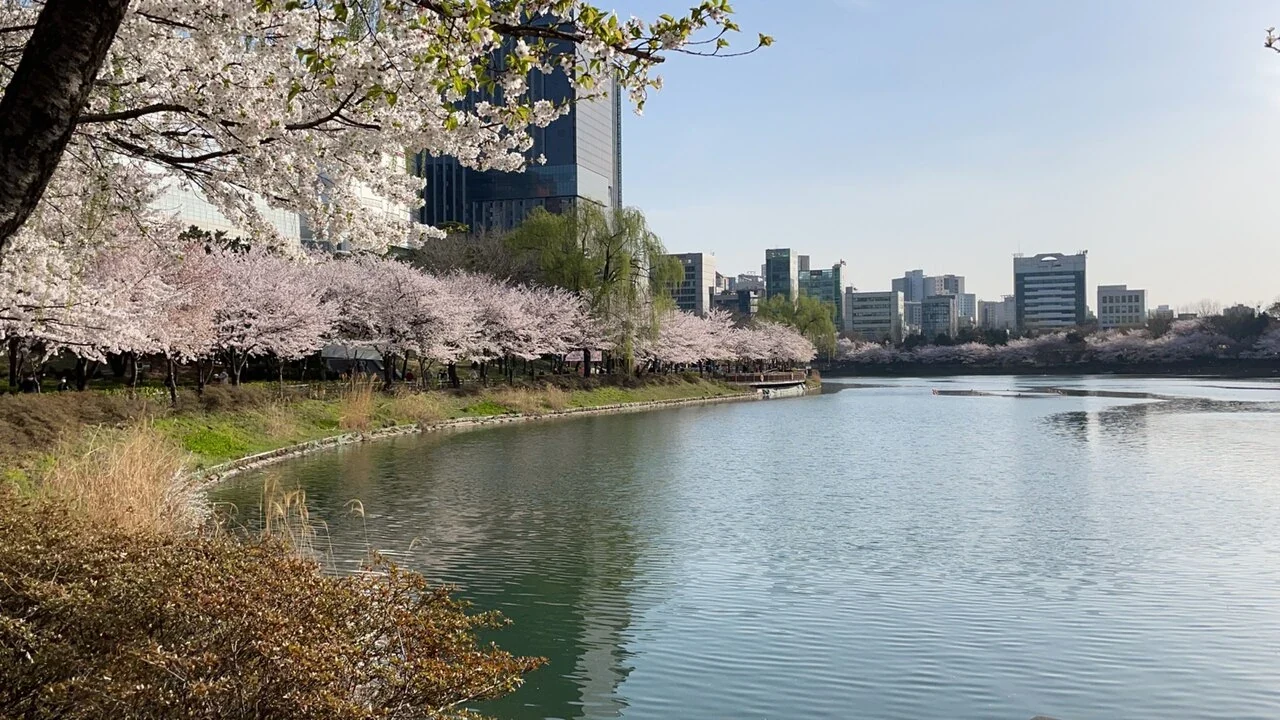 Kirschblüten am Ufer des Seokchon-Sees
